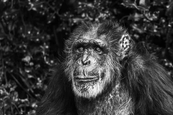 Ritratto Uno Scimpanzé Occidentale Seduto Contro Alcune Foglie Scure Nel — Foto Stock