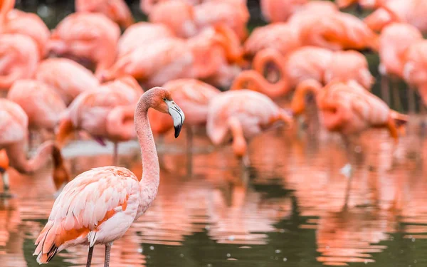 Flamboyance Caribe Flamingos Enchendo Moldura Com Penas Coloridas — Fotografia de Stock