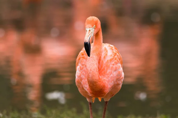 Close Caribbean Flamingo Stands Waters Edge — Stock fotografie