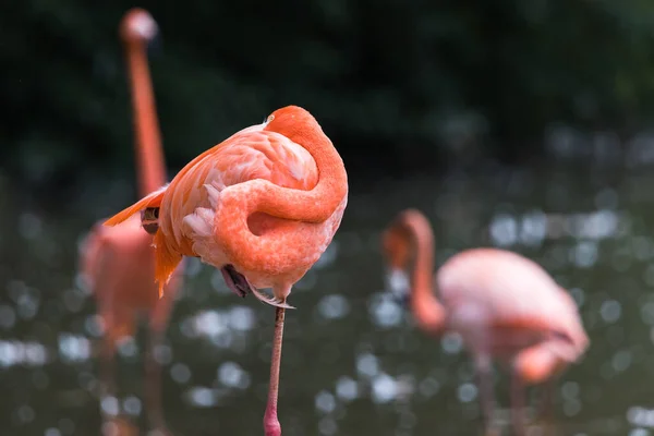 Cheshire Bir Bacağının Üzerinde Duran Karayip Flamingosu Diğerleri Yüzeysel Suda — Stok fotoğraf