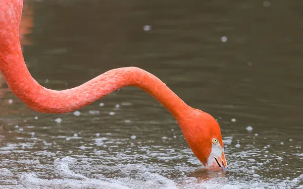 Flamingo Caribenho Preening Águas Rasas Visto Setembro 2021 Perto Chester — Fotografia de Stock