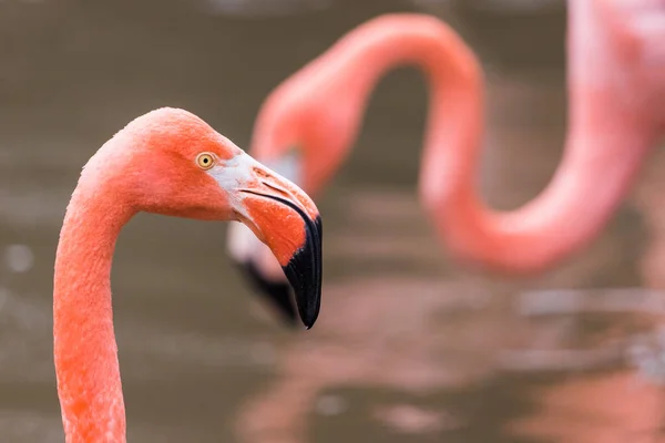 Retrato Flamingo Caribenho Visto Perto Chester Setembro 2021 — Fotografia de Stock