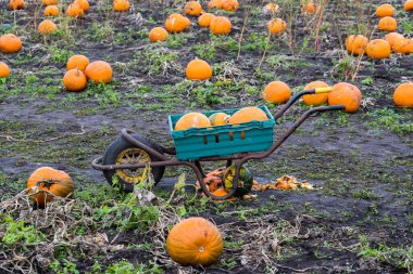 Ekim 2021 'de Liverpool yakınlarındaki bir balkabağı tarlasında tekerlek arabasında balkabağı toplamak..