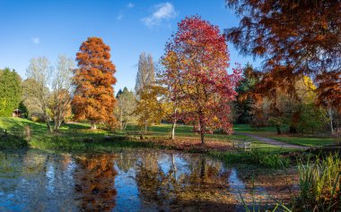 Kasım 2021 'de Cheshire' daki Ness Botanik Bahçeleri 'nde görülen gölün etrafındaki canlı renklerin çoklu görüntüsü..