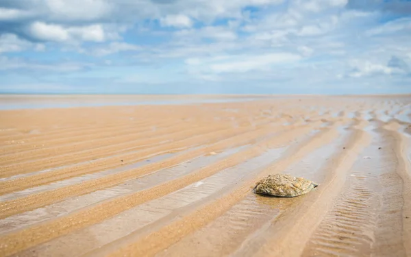 Lone Oyster Shell Holkham Beach Washed Low Tide Ripples Sand — Stok fotoğraf