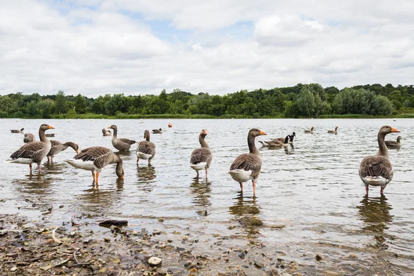 Greylag Geese Wading Water Whitlingham Broad Norwich Norfolk — Stockfoto