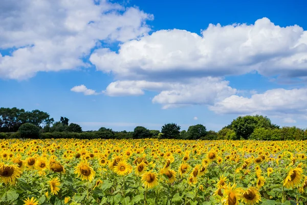A field of beautiful sunflowers pictured under a blue sky in the summer of 2022