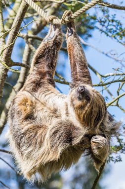 Close up of a Two-toed sloth scratching whilst hanging from a rope between trees in Cheshire in August 2022.