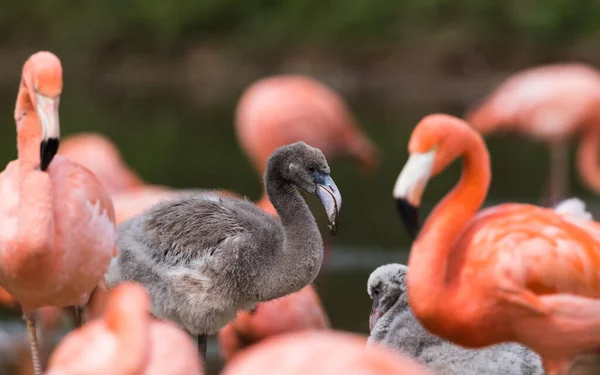 Νεογέννητο Φλαμίνγκο Καραϊβικής Γκρίζα Φτερά Δει Μεταξύ Φωτεινότερα Ενήλικες Στο — Φωτογραφία Αρχείου