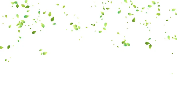 Lämnar Green Falling Spring Flying Foliage Kaotiskt Blad Vit Bakgrund — Stockfoto