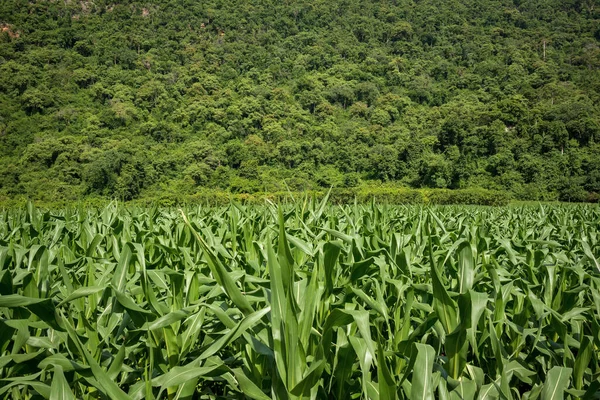 Yeşil mısır bitkisi kırsalda güzel bir şekilde büyüyor. Arka plan yeşil ağaçlı bir dağdır. Gökyüzünde beyaz ve mavi bulutlar var. Turizm için güzel bir manzara..