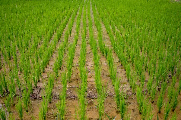 Rizière Fermière Les Plants Riz Vert Vif Poussent Planté Dans — Photo