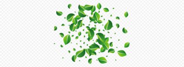 Lime, Hareket Vektörü Panoramik Şeffaf Arkaplan 'dan Çıkıyor. Ağaç Yaprağı Şubesi. Naneli Yeşiller Ekoloji Sınırı. Yaprak Döndürme Çizimi.