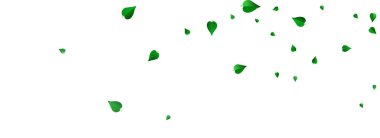 Orman Yaprakları Düşen Vektör Panoramik Beyaz Arkaplan Sınırı. Taze Yeşiller Konsepti. Nane Yaprağı Bulanık Modeli. Yaprak Çayı Şubesi.