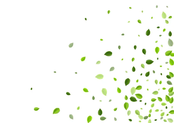 Forest Foliage Forest Vector Branch Inglés Motion Leaves Design Green — Archivo Imágenes Vectoriales