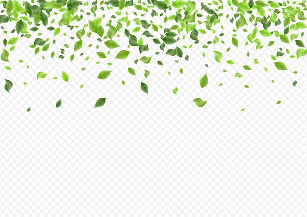 Grassy Leaves Falling Vector Transparent Background Branch Bio Greenery Konzept — Stockvektor