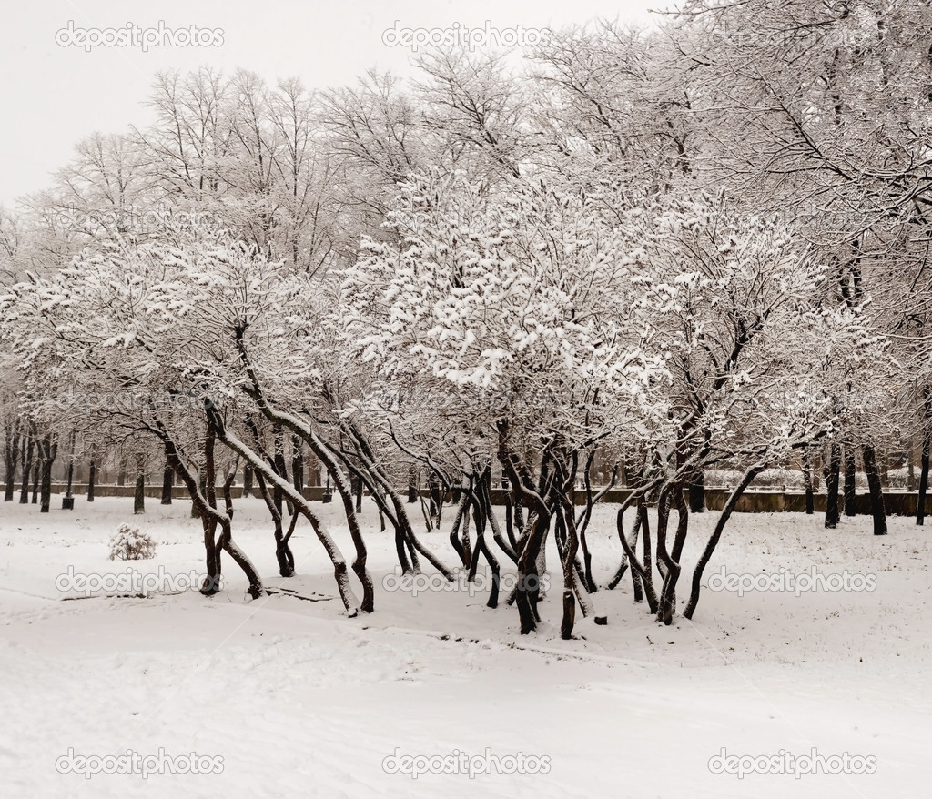 Lilacs in the snow — Stock Photo © Khalimosha 25214061