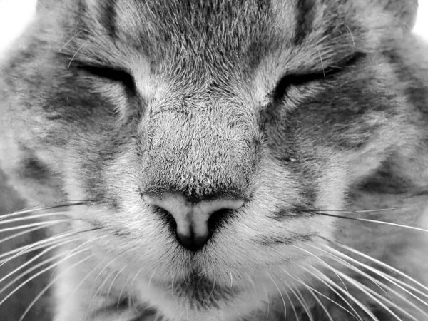 Cara de gato — Foto de Stock