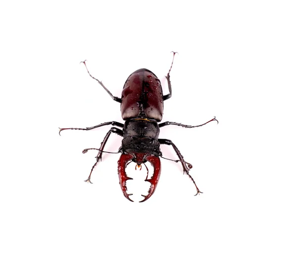 Stag-beetle — Stock Photo, Image
