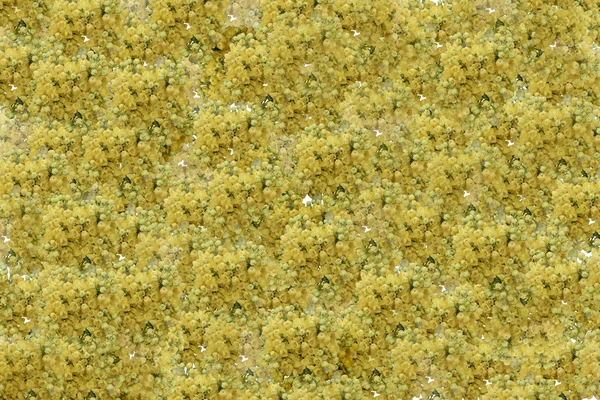 Background of small yellow and greenish flowers — Stock Photo, Image