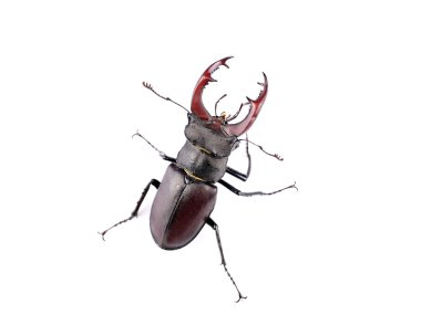 Stag beetle Üstten Görünüm