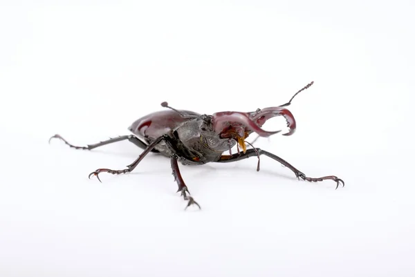 Beetle deer on a white background — Stock Photo, Image