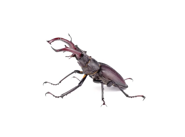 鹿角甲虫顶视图 — 图库照片