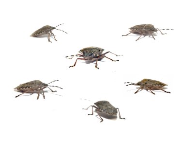 Carpocoris purpureipennis