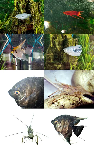 Aquarium inwoners — Stockfoto