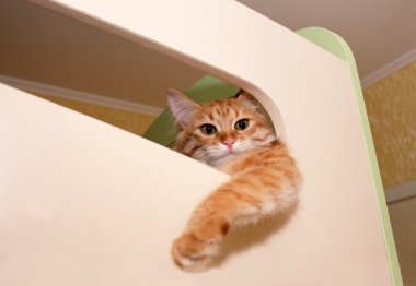 zencefil yavru kedi