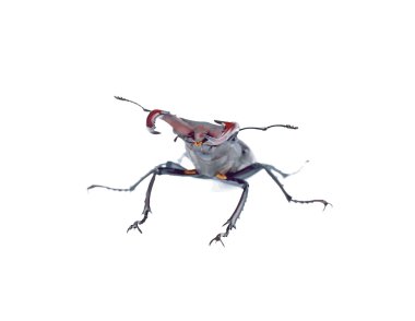 Savunma stag beetle