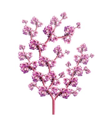 pembe çiçekli ağaç