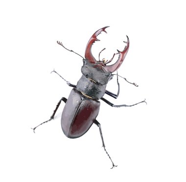 kahverengi stag beetle