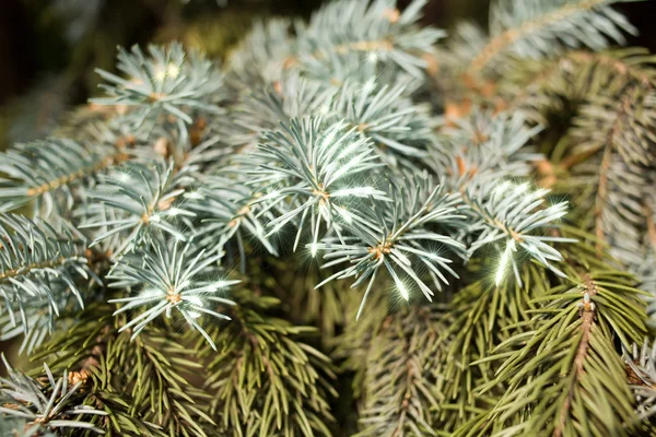 The branch of blue spruce — Stock Photo, Image