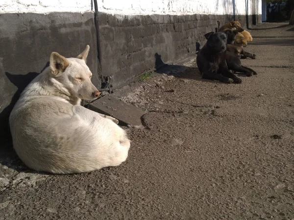 Flera Herrelösa Hundar Ligger Mot Tegelvägg Byggnad Sola Solen — Stockfoto