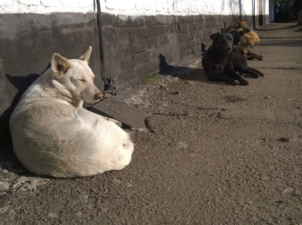 Plusieurs Chiens Errants Trouvent Contre Mur Briques Bâtiment Prélassant Soleil — Photo