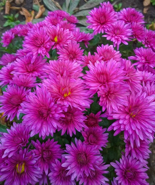 Illustration Art Oil Drawing Set Pink Chrysanthemums — Stock Photo, Image