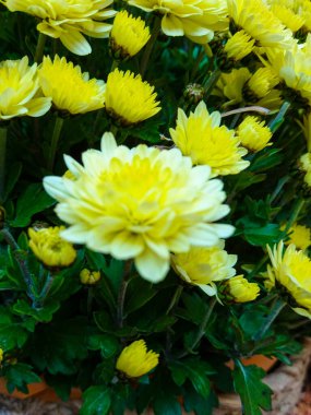 Güneşli bir günde Sonbahar çiçeklerinin parlak buketi.