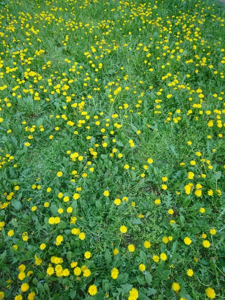 Sunny Beautiful Day Yellow Dandelions Grass — стоковое фото