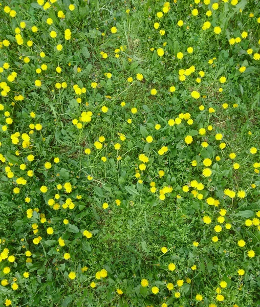 Sunny Beautiful Day Yellow Dandelions Grass — стоковое фото