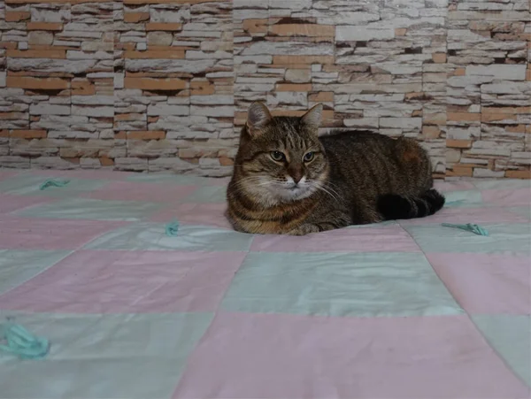 Big Fat Cat Lies Bed Brick Wall — Zdjęcie stockowe