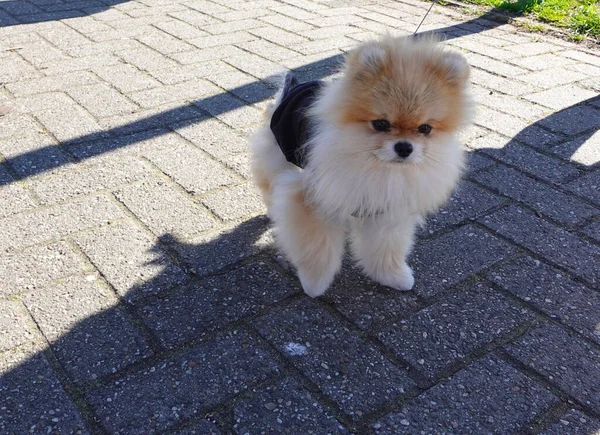Χαριτωμένο Δροσερό Σκυλί Φυλή Pomeranian Στο Δρόμο — Φωτογραφία Αρχείου
