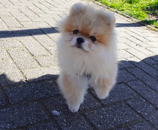 Cute Cool Dog Breed Pomeranian Street — Stock Photo, Image