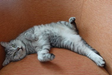 İskoç Heteroseksüel soyunun gri evcil kedisi. Yalanlar