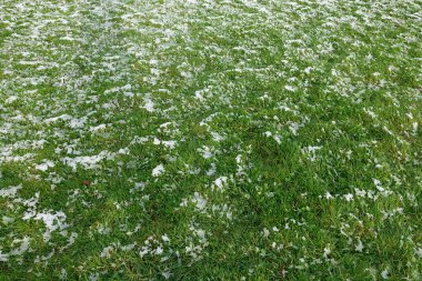 yeşil çimenler karla kaplı