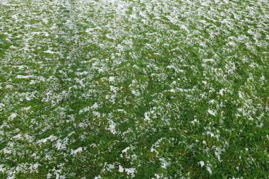 yeşil çimenler karla kaplı