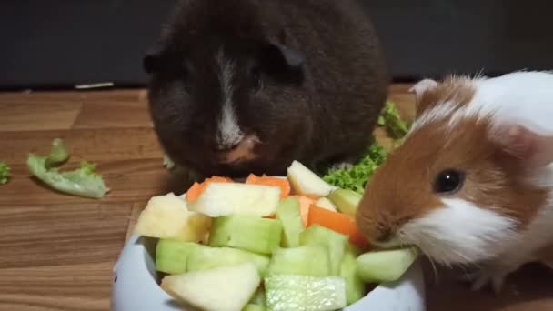 Lustige Weiße Und Braune Meerschweinchen Fressen Frisches Grünes Gras Mit — Stockvideo