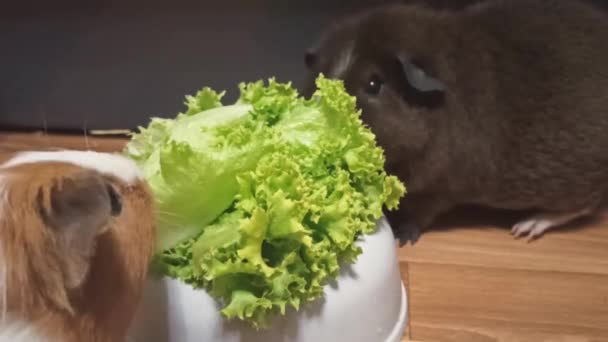 Lustige Weiße Und Braune Meerschweinchen Fressen Frisches Grünes Gras Mit — Stockvideo