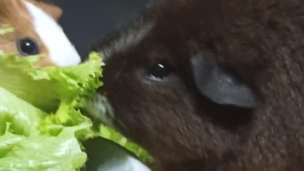 面白い白と茶色の国内のモルモットは野菜と新鮮な緑の草を食べる 家畜モルモットの肖像 — ストック動画