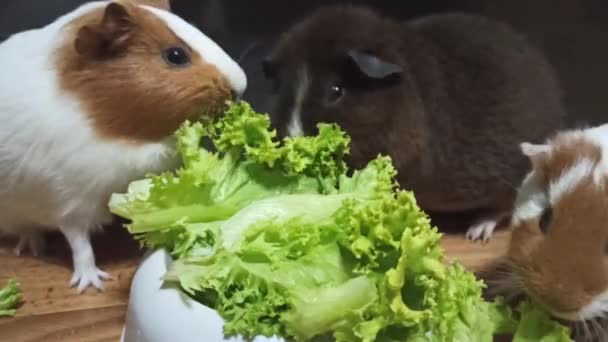 有趣的白色和棕色家养豚鼠吃新鲜的绿草和蔬菜 国产豚鼠的肖像 — 图库视频影像